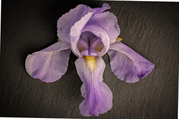 close up of purple Iris blossom
