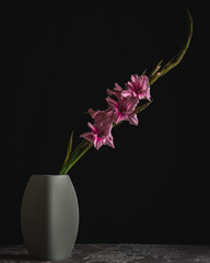 Still Life of Gladiolus in vase 2021