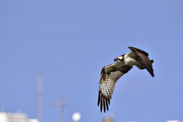 Obraz premium オスプレイの語源となっているミサゴ