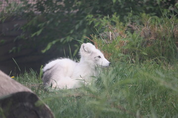 Fototapeta premium Snow fox