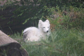 Obraz premium Snow fox