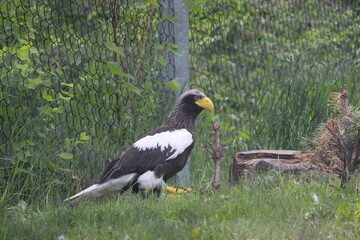 steller's sea eagle