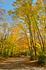 Falls colorful trees