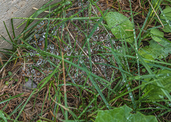 Green grass