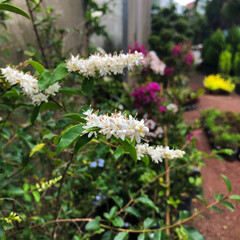 temperate tropic plants