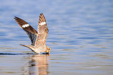 A common nighthawk sips bugs off the water.