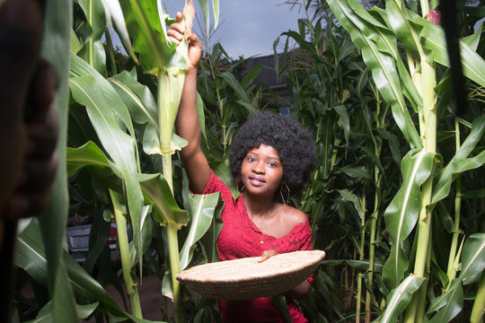 An hardworking African female farmer wearing a red dress and afro hair style and happily working on a green maize farmland or corn plantation during crop harvest period with a mini basket in her hand