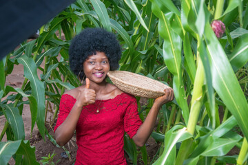 An hardworking African female farmer wearing a red dress and afro hair style and happily working on a green maize farmland or corn plantation during crop harvest period with a mini basket in her hand