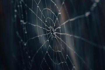 spider web with dew drops