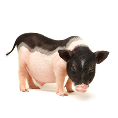 Cute black small-eared pig on white background 