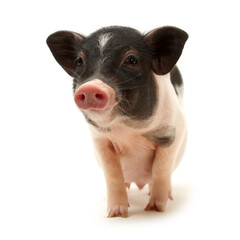 Obraz premium Cute black small-eared pig on white background 