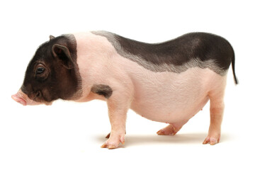 Cute black small-eared pig on white background 