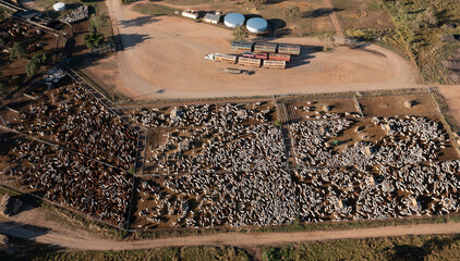 Cattle sale yards at Charters Towers, Queensland , Australia.