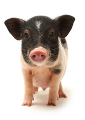 Cute black small-eared pig on white background 