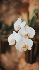 white orchid flower