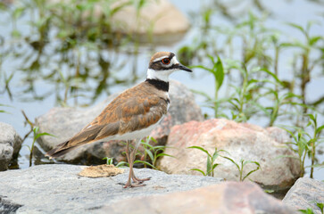 Killdeer plover bird or Charadrius vociferus standing on rock at lake edge among rocks and springtime green water plants