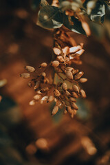 golden autumn leaves