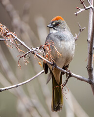 A green-tailed towhee perches on a branch in Wyoming.