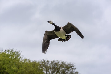 Barnacle Goose - Branta leucopsis - in low flight against clouds in den Haag, Netherlands.