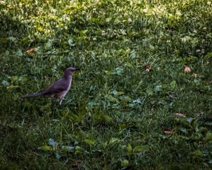 Bird eats its prey