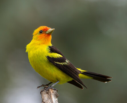 A western tanager in Wyoming.