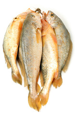 Yellow Croaker Fish On White background 