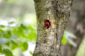 The red-headed woodpecker on a tree with a nest cavity.