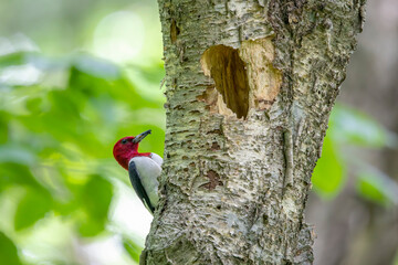 The red-headed woodpecker on a tree with a nest cavity.