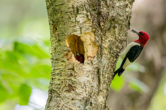 The red-headed woodpecker on a tree with a nest cavity.