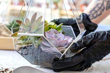 Closeup female florist designer hands holding succulents glass florarium botany art composition