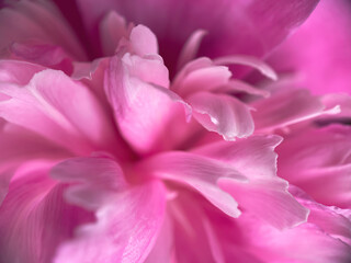Fototapeta na wymiar Closeup of pink peony flower petals.Natural background.