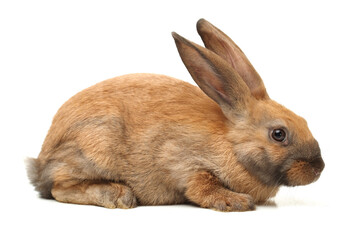 Obraz premium brown bunny rabbits isolated on white background 