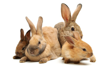 brown bunny rabbits isolated on white background 