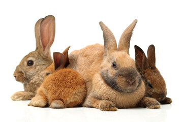 brown bunny rabbits isolated on white background 