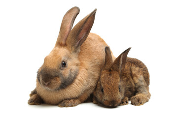 Obraz premium brown bunny rabbits isolated on white background 