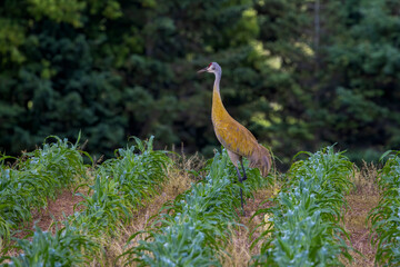 The sandhill crane (Antigone canadensis) in the field