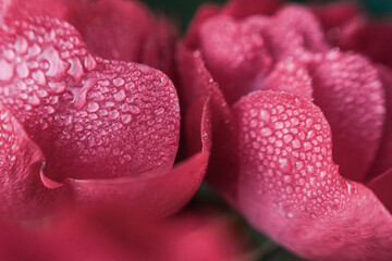 Rosa rosa con rocío del amanecer pequeñas gotas de agua macro fotografia petalos de rosa