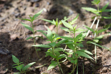 Young plants cannabis .Marijuana or Hemp business.