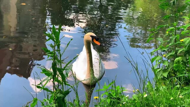 BIRDS - A mute swan sitting still in a lake with ripples and the sky reflecting