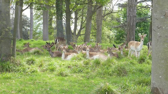 Peculiar herd of deers on the look for predators at Phoenix park Dublin 