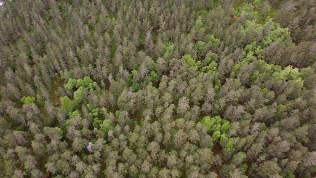 Pure nordic fir and pine forest in different shades of green - Top down forward moving aerial view