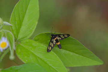 飛んでいる姿は蜂と間違え易いカノコガ