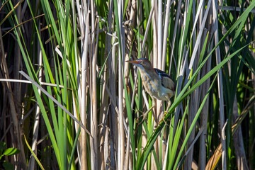 The least bittern (Ixobrychus exilis)  in the reeds. It is one of the smallest herons in the world found in the Americas.