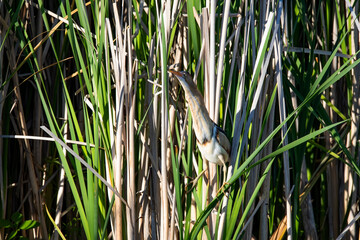 The least bittern (Ixobrychus exilis)  in the reeds. It is one of the smallest herons in the world found in the Americas.