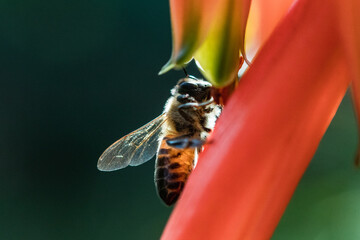 Abeja en flores abeja volando en flores de aloe naranjas polinizando macro fotografia naturaleza...