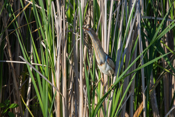 The least bittern (Ixobrychus exilis)  in the reeds. It is one of the smallest herons in the world found in the Americas.