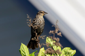 The red-winged blackbird (Agelaius phoeniceus) female 