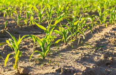 Rows of young, freshly germinated corn plants