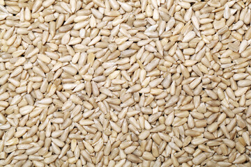 Peeled sunflower seeds pile on white background