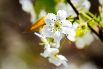 blossom in spring